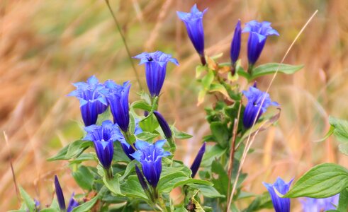 Blue nature flower