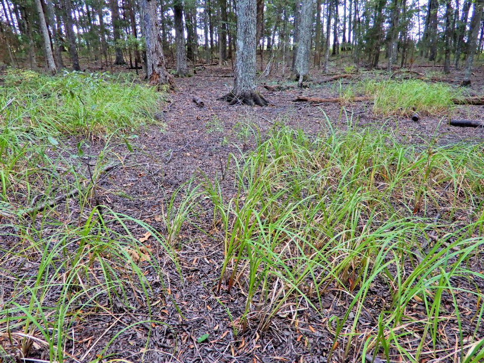 scene upland depression mcdowell np ncwetlands KG (52)