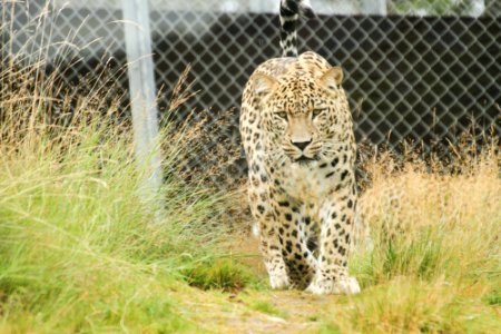 Persian Leopard at Orsa Björnpark photo