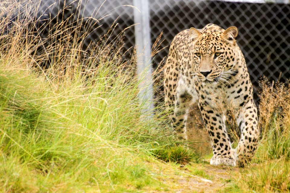 Persian Leopard at Orsa Björnpark photo