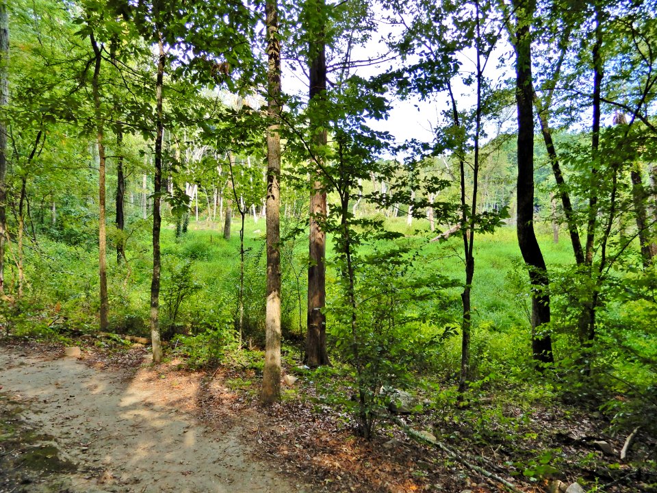 scene beaver pond mcdowell np ncwetlands KG (12)