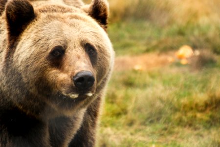 Bear at Orsa Björnpark