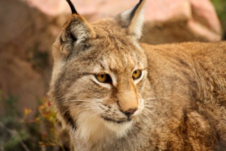 Lynx at Orsa Björnpark