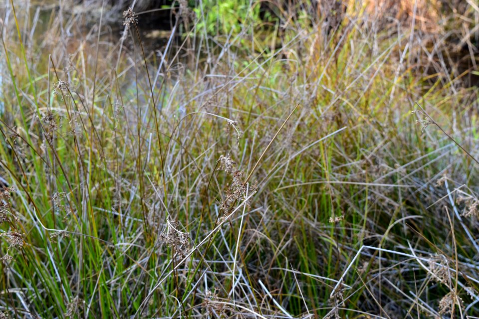 plant juncus Boone Fork Trail ncwetlands amm (22)