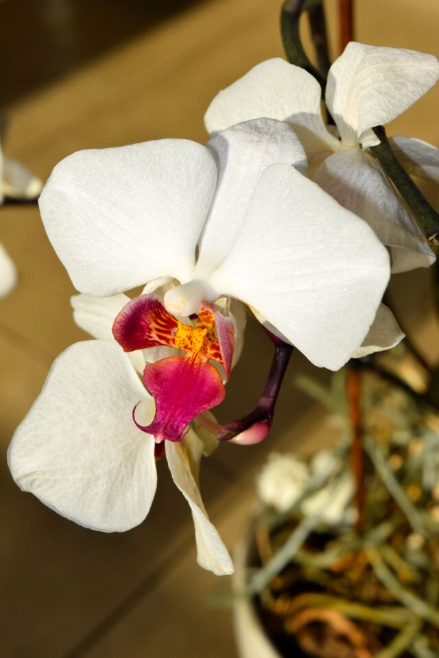 Blossom bloom orchid
