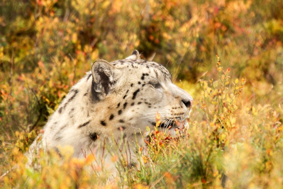 Snow Leopard at Orsa Björnpark