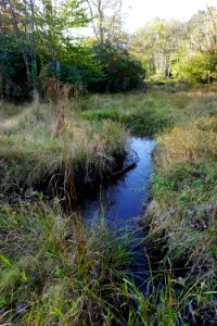 scene Boone Fork ncwetlands KG (35)
