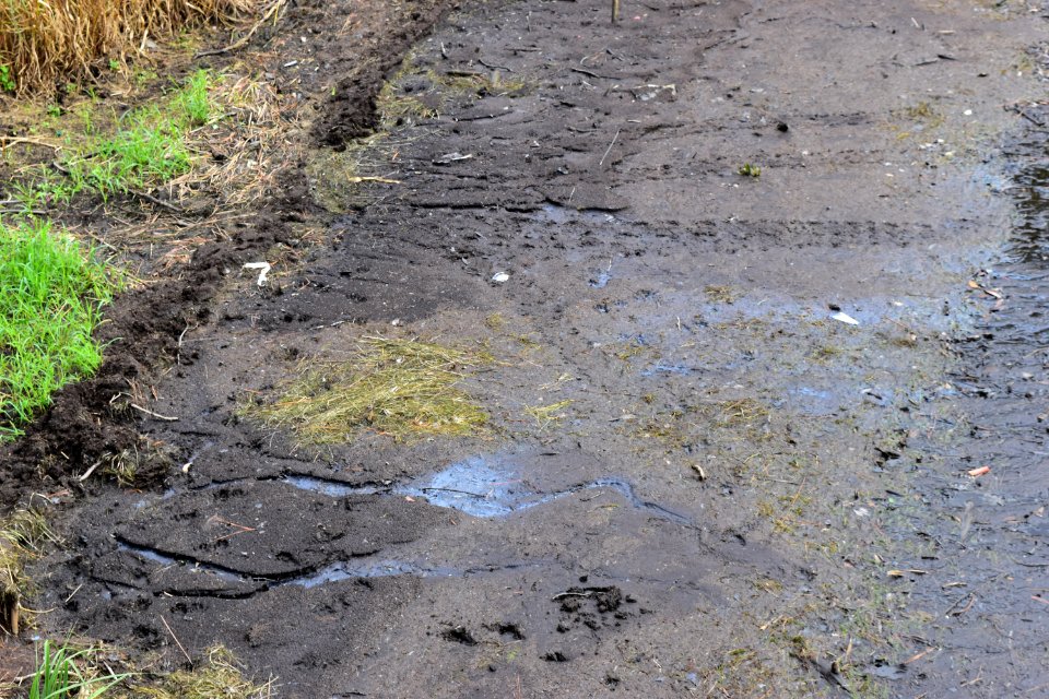 mammal tracks Duck Town Park and Boardwalk ncwetlands AM (39)