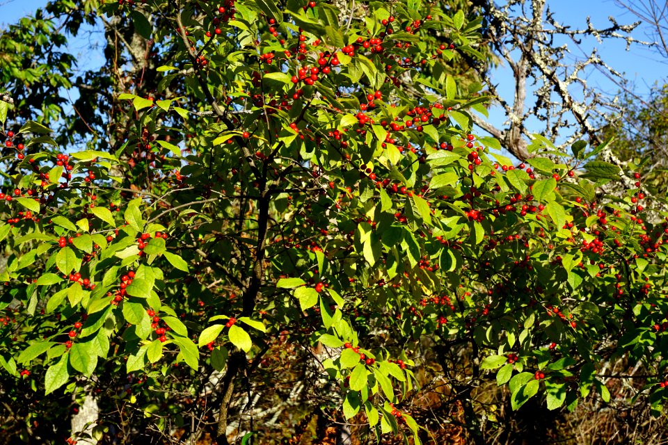 plant winterberry Boone Fork ncwetlands KG (21)