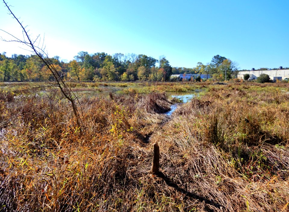scene mammal beaver evidence Beaver Marsh Preserve ncwetlands KG (11)