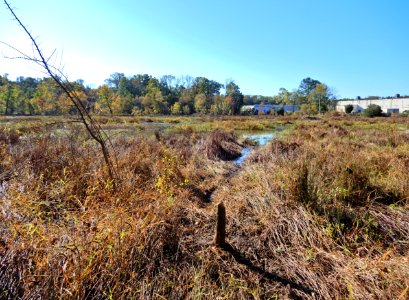 scene mammal beaver evidence Beaver Marsh Preserve ncwetlands KG (11)