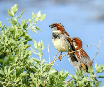 A pair of house sparrows
