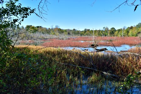 scene Marsh east of Beaver Marsh Preserve ncwetlands KG (6)