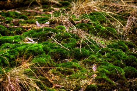 Nature moss fliegenpilz bemoost