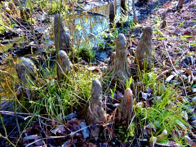 scene Beech St Greenway ncwetlands KG (6)