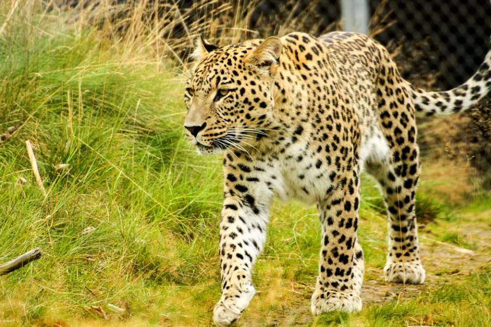 Persian Leopard at Orsa Björnpark photo