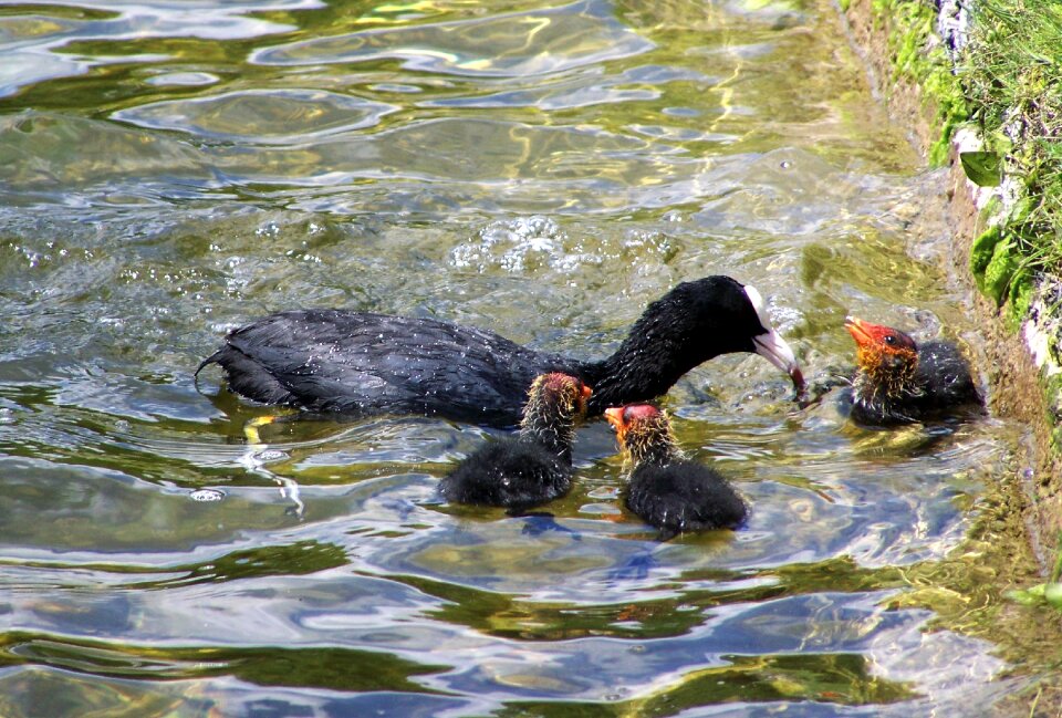 Coot family waterfowl feeding of nestlings