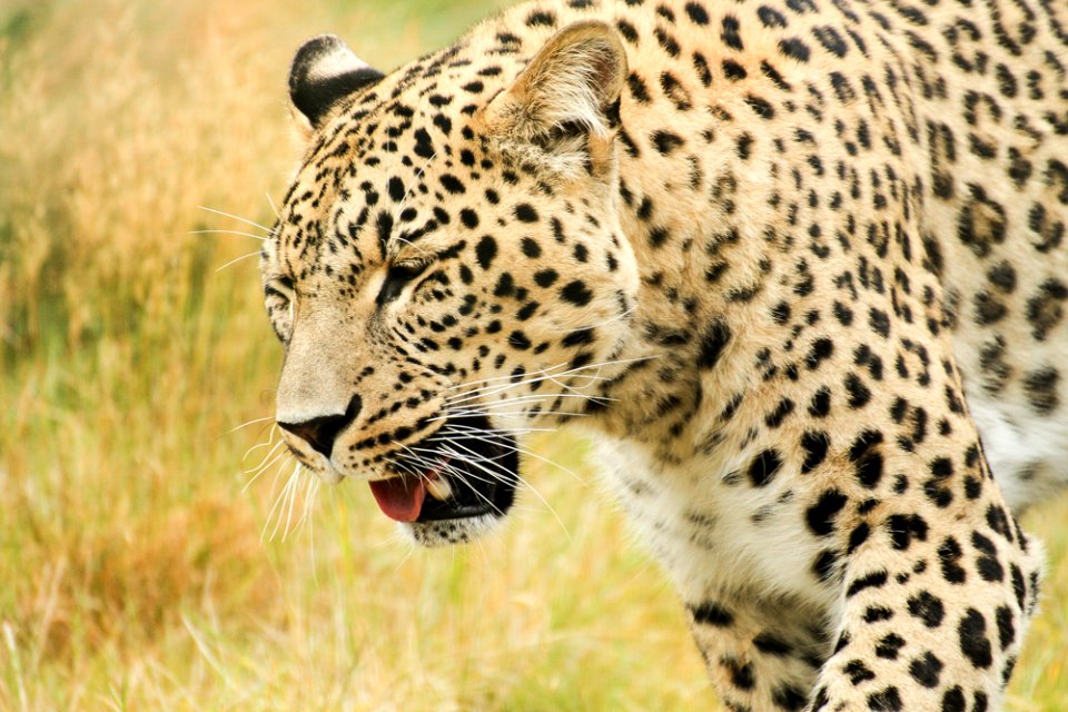 Persian Leopard at Orsa Björnpark
