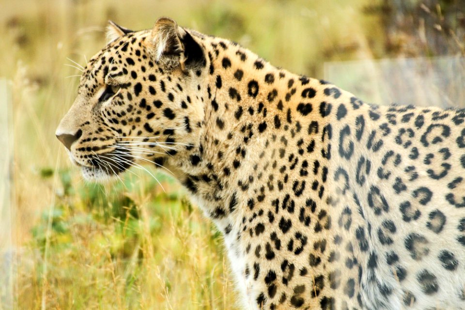 Persian Leopard at Orsa Björnpark