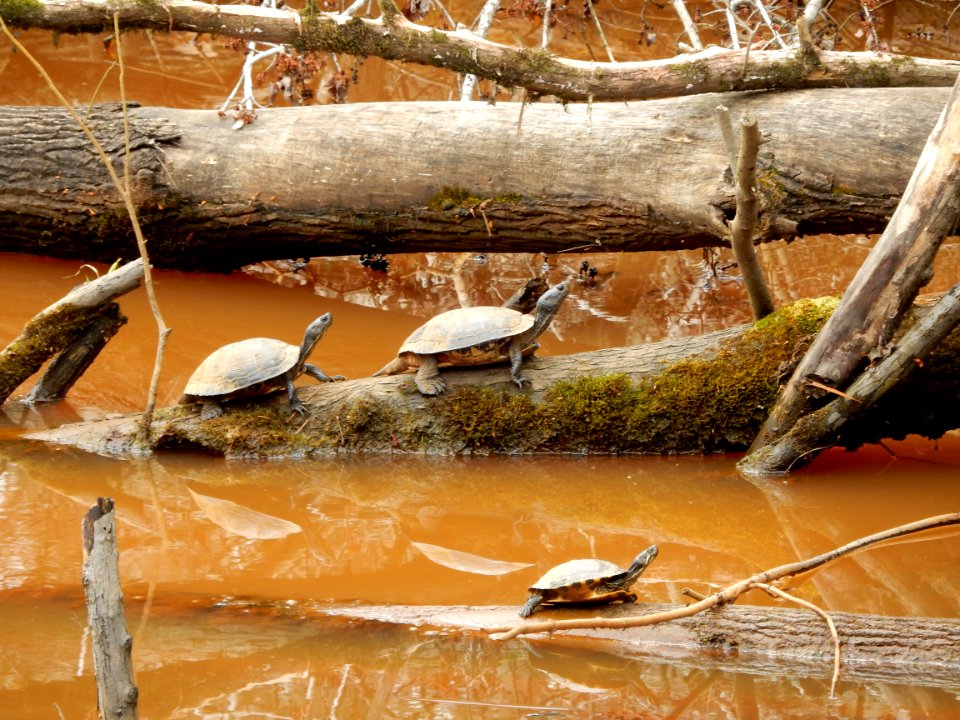 reptile turtles Merchants Millpond SP ncwetlands KG (1)
