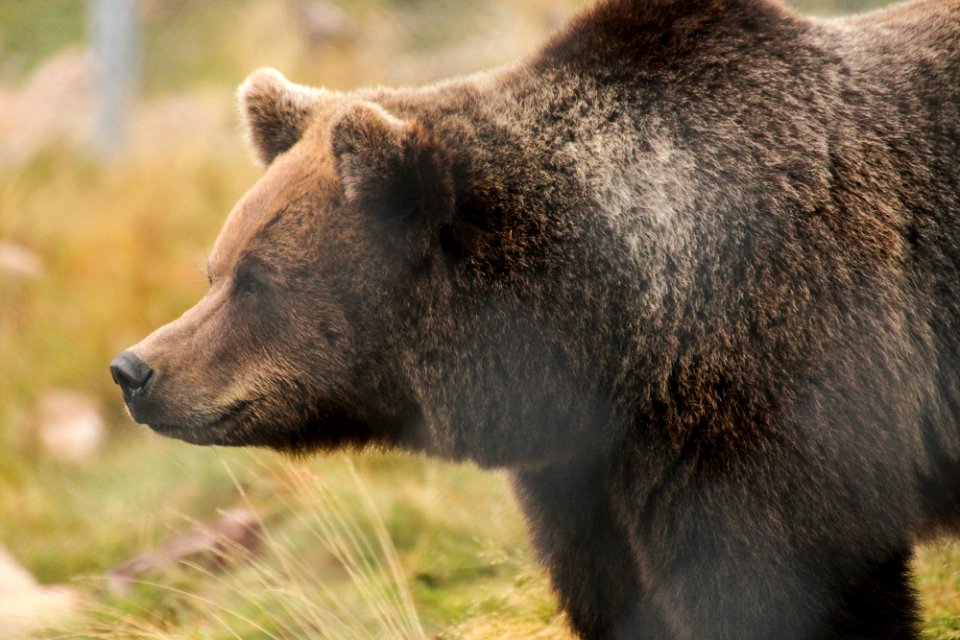 Bear at Orsa Björnpark