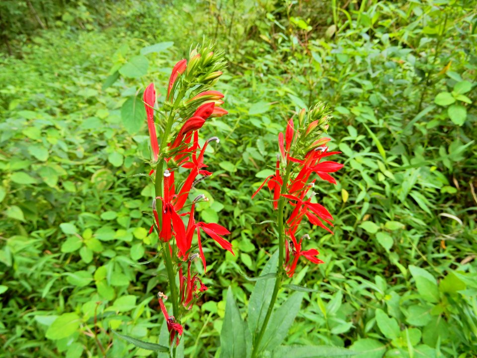 plants cardinal flower beaver pond mcdowell np ncwetlands KG (24)