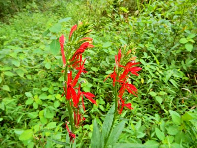 plants cardinal flower beaver pond mcdowell np ncwetlands KG (24) photo