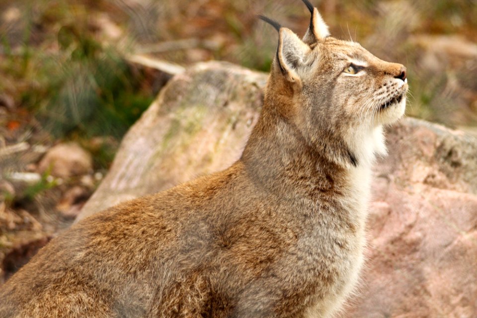 Lynx at Orsa Björnpark