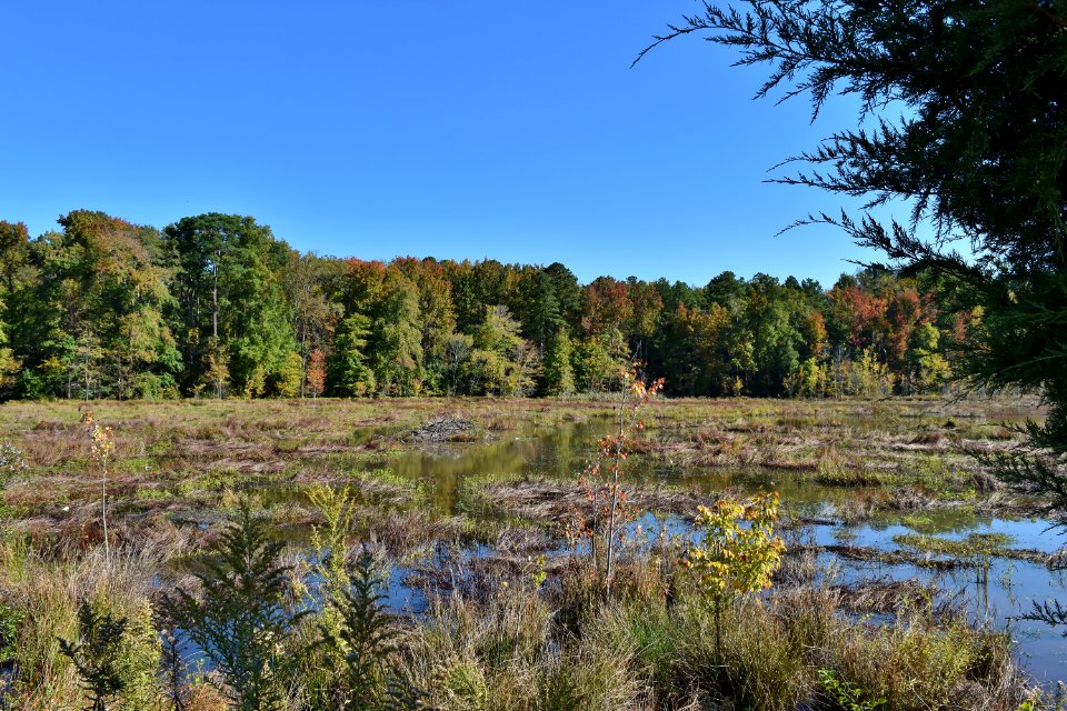 scene Beaver Marsh Preserve ncwetlands KG (13)