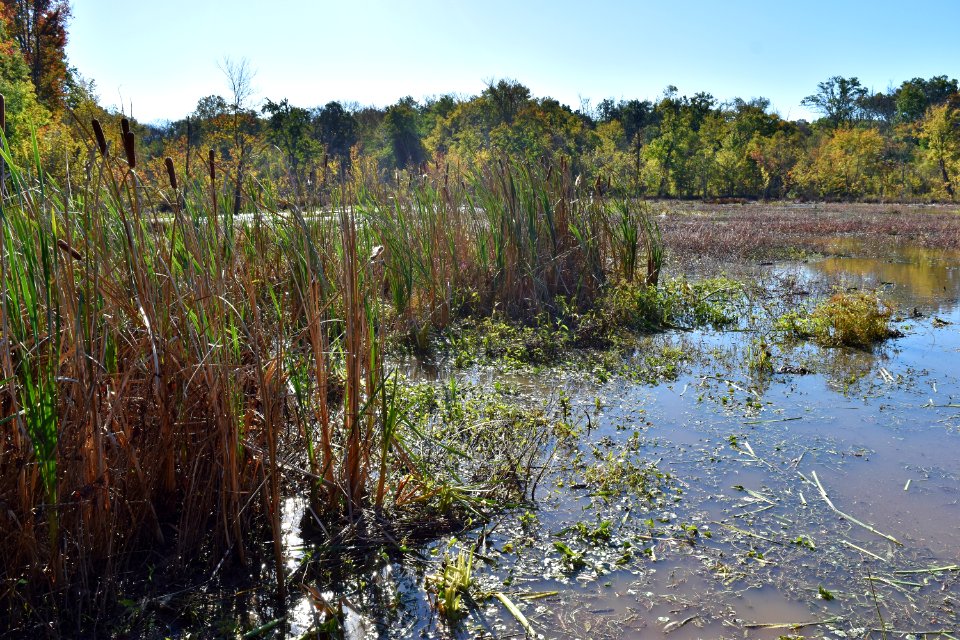 scene Beaver Marsh Preserve ncwetlands KG (8)