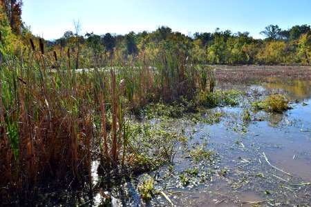 scene Beaver Marsh Preserve ncwetlands KG (8)