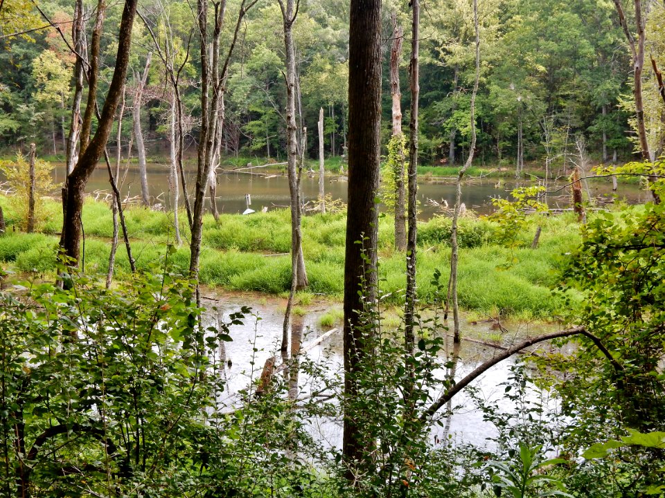 scene beaver pond mcdowell np ncwetlands KG (2)