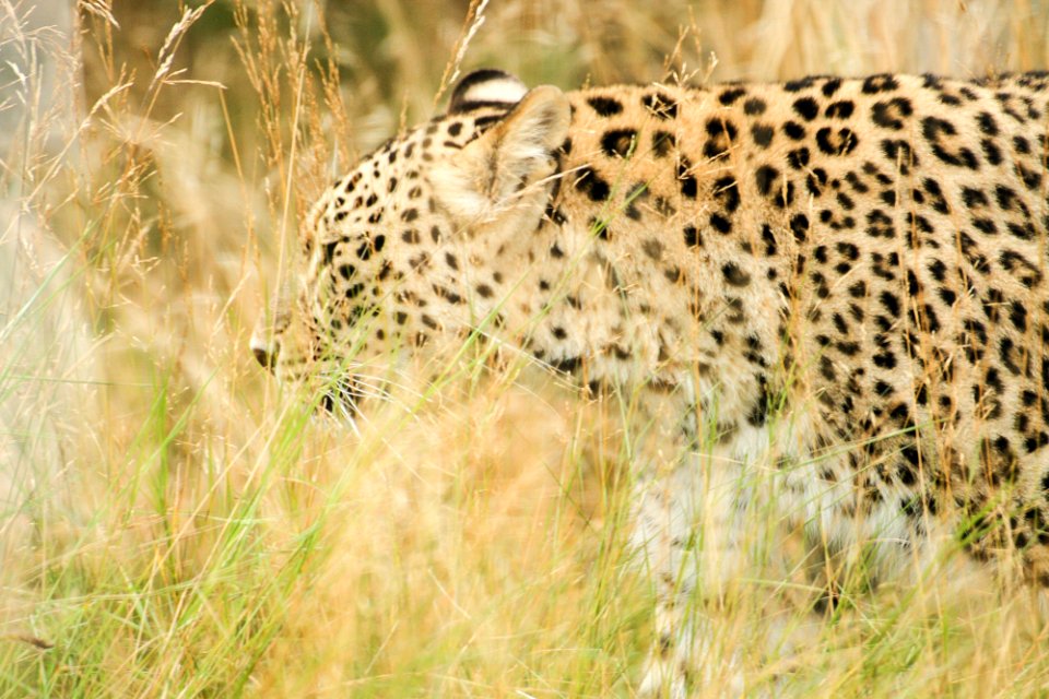 Persian Leopard at Orsa Björnpark