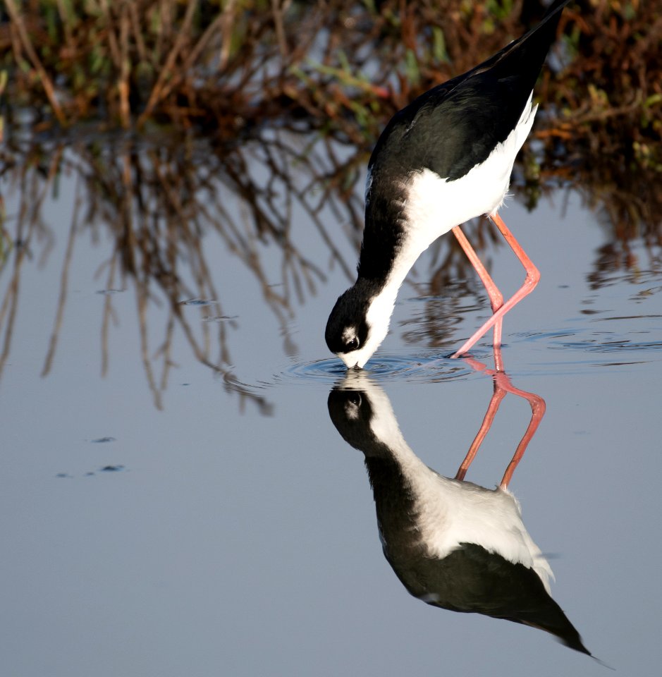 Black-necked stilt