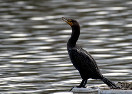 Double-crested cormorant