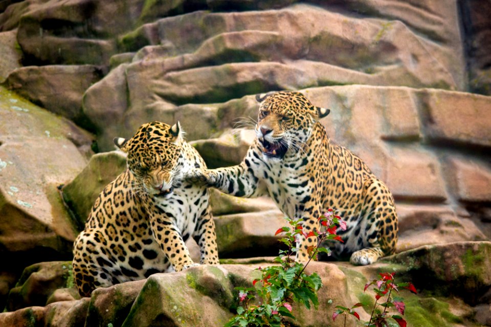 Jaguar sisters having a discussion