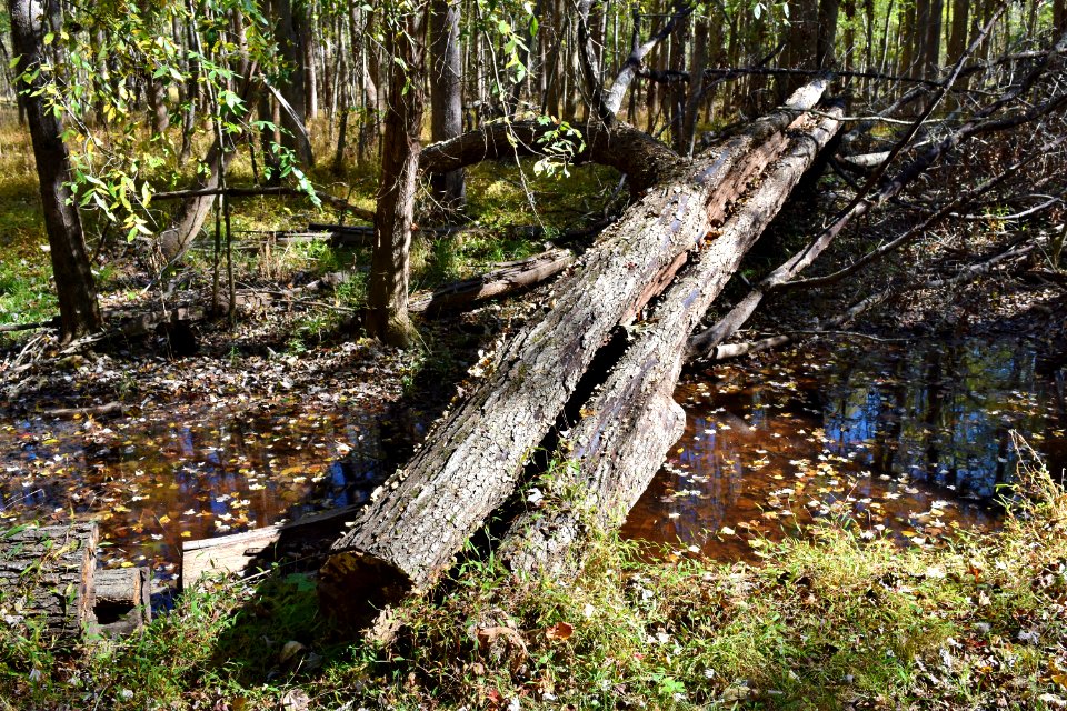other - lightning struck tree Mason Farms ncwetlands KG (16)