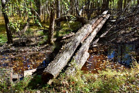 other - lightning struck tree Mason Farms ncwetlands KG (16)