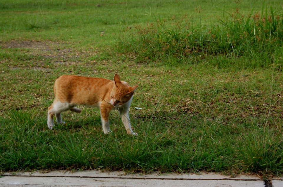 Photography School Exposure Cat (23)