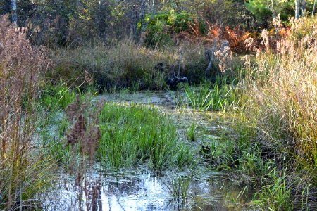 scene channel Boone Fork Trail ncwetlands amm (23)