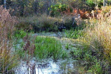 scene channel Boone Fork Trail ncwetlands amm (23) photo