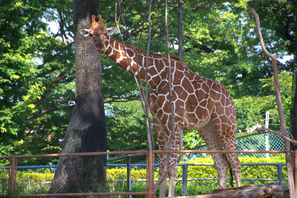 アミメキリン Reticulated Giraffe