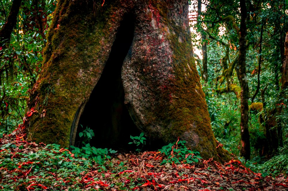 Tree cave