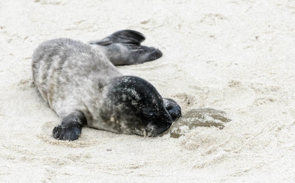 Sleepy seal pup
