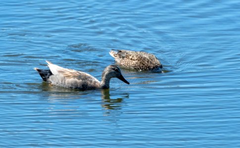 Gadwalls