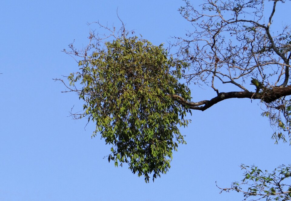 Loranthus elasticus flora parasite