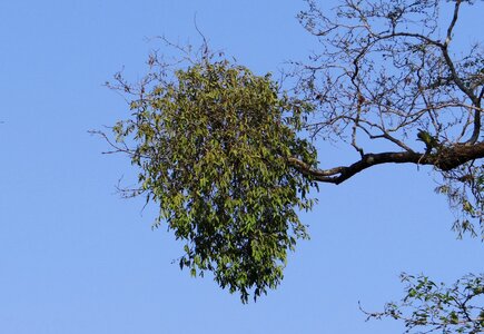 Loranthus elasticus flora parasite