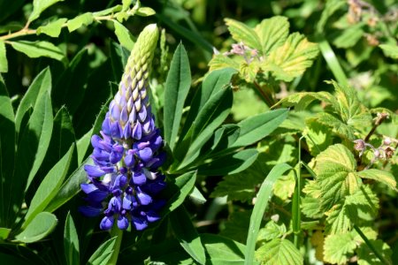 Garden lupin
