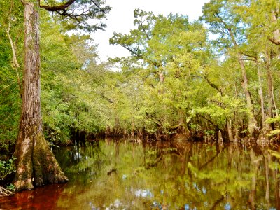 scene Black River Nature Preserve ncwetlands KG (6) photo