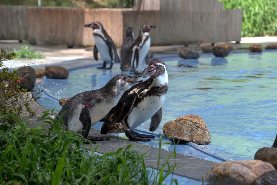 フンボルトペンギン Humboldt Penguin